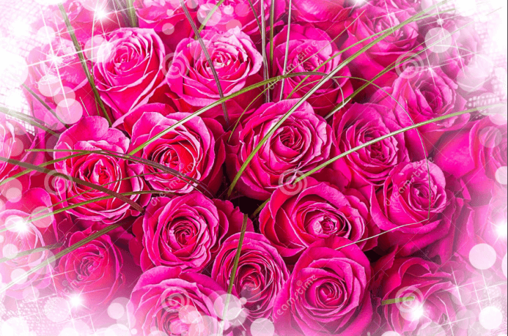 roses